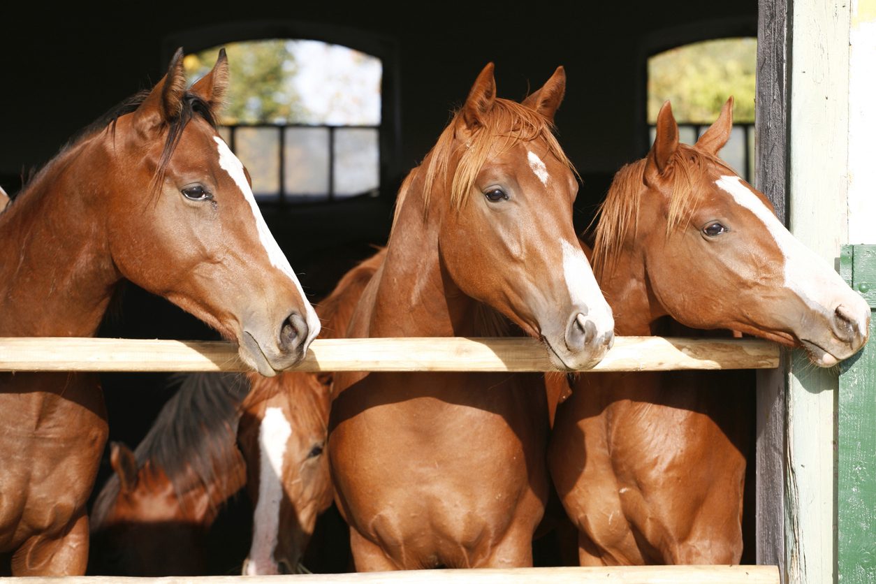 Horses in stables on hemp bedding