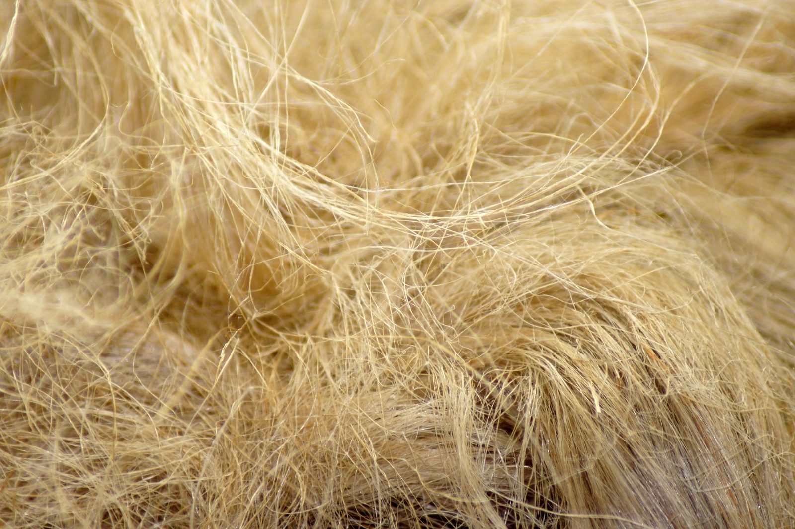 Raw hemp fibre — the long outer fibres of the hemp stalk