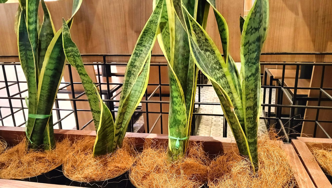 Plants potted in hemp growing media